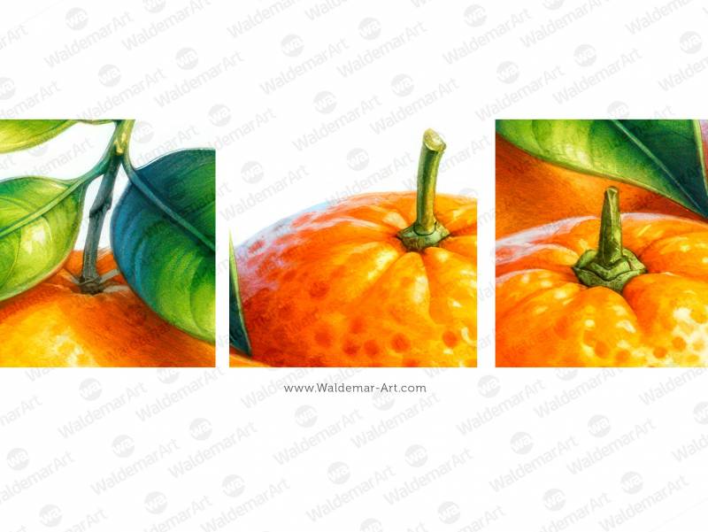 Three Oranges with leaves premium watercolor illustration for the packaging design