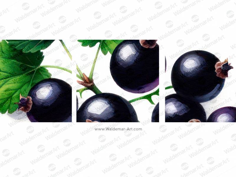 Digital Watercolor Illustration of Black Currant berries in a minimalist style with leave