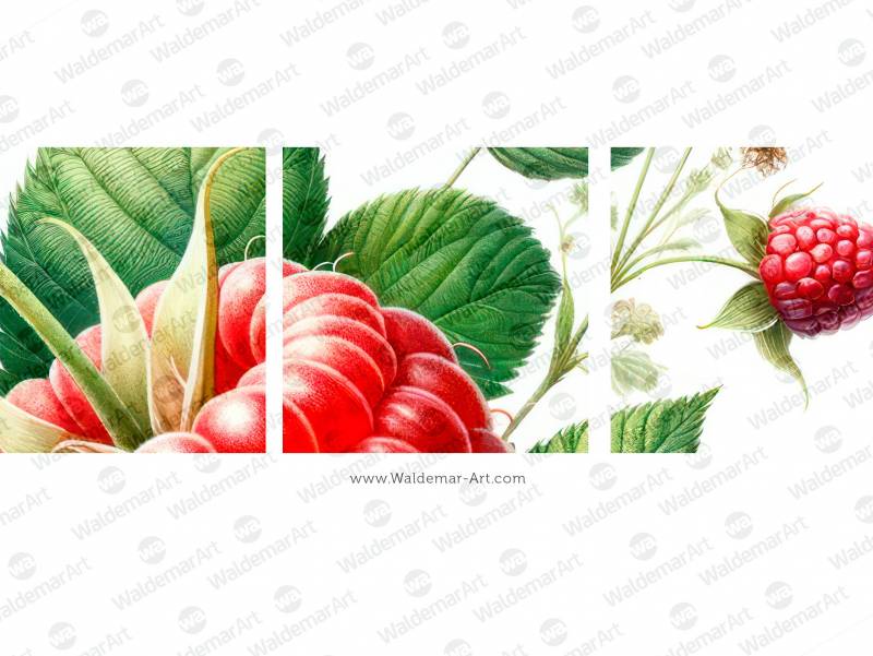 Premium Digital Illustration of a raspberry with leaves and flowers in the watercolor style