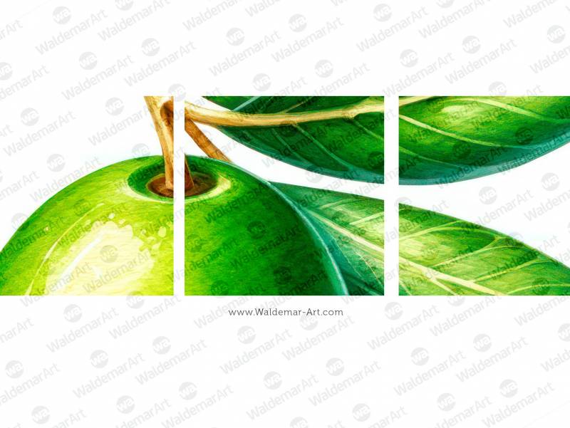 Premium Digital Watercolor Illustration with a single green olive and a leaf on a white background