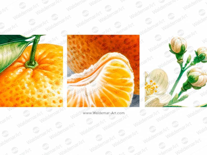 Premium Digital Watercolor Illustration featuring a whole clementine, one peeled clementine slice and a few clementine blossoms